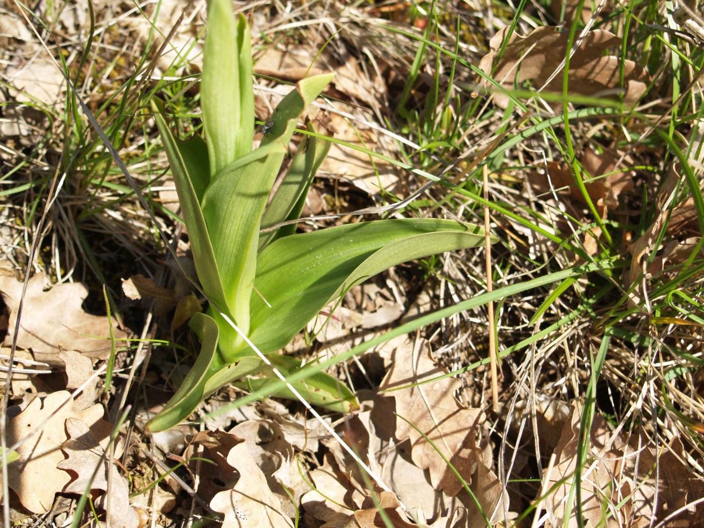 Orchid, Monkey leaf